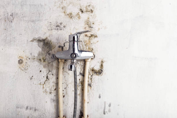 Best Best Mold Removal Companies  in Romeovle, IL