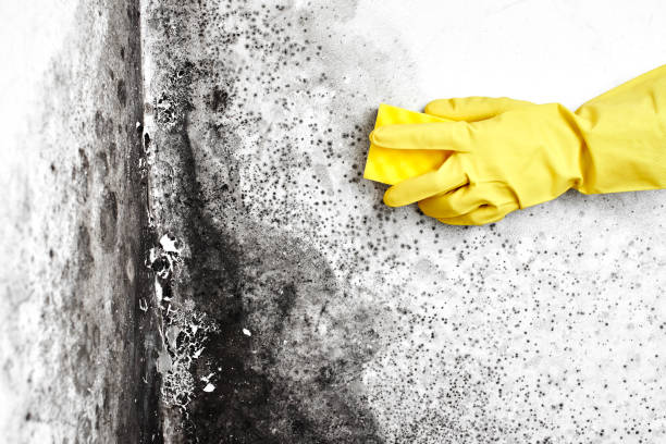 Best Office Mold Removal Services  in Romeovle, IL