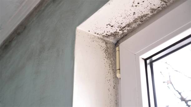 Best Commercial Mold Removal  in Romeovle, IL