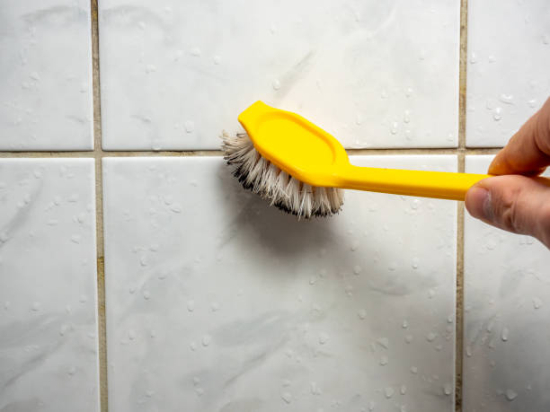 Romeoville, IL Mold Removal Company