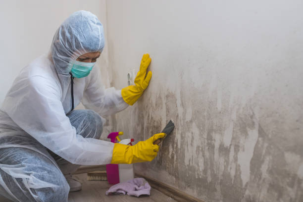 Best Residential Mold Removal  in Romeovle, IL