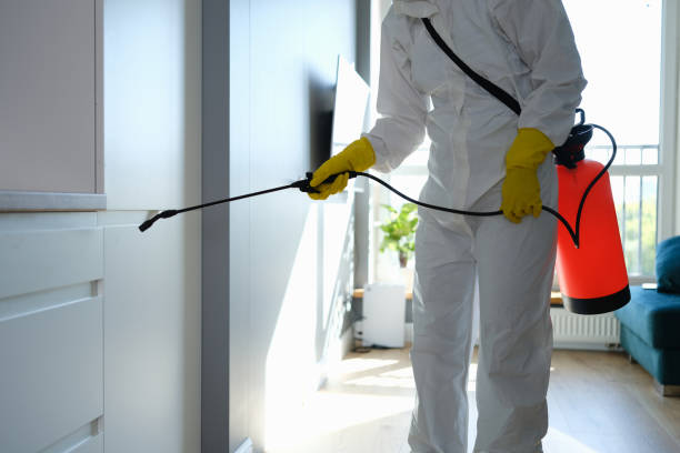 Best Local Mold Removal Service  in Romeovle, IL