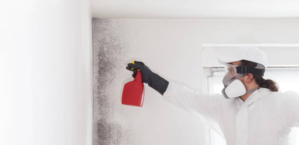 Best Black Mold Removal  in Romeovle, IL
