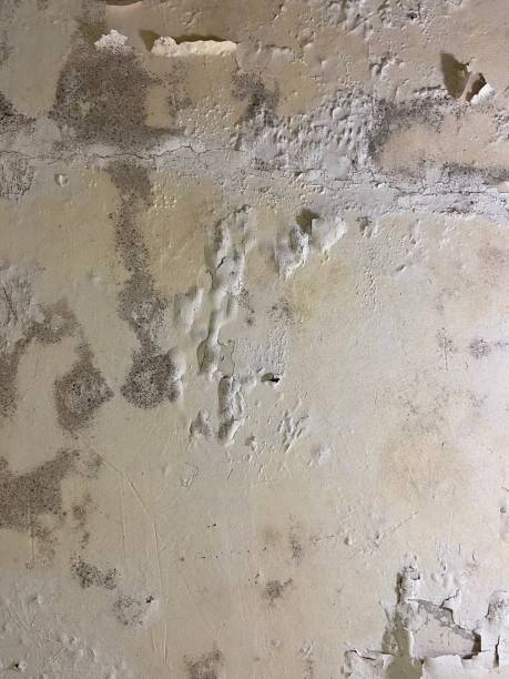 Best Emergency Mold Removal  in Romeovle, IL