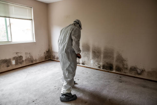 Best Mold Damage Repair  in Romeovle, IL
