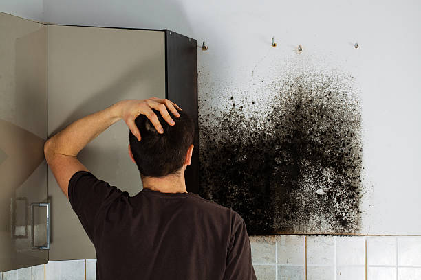 Best Mold Testing  in Romeovle, IL