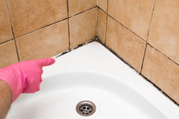 Best Mold Removal Near Me  in Romeovle, IL